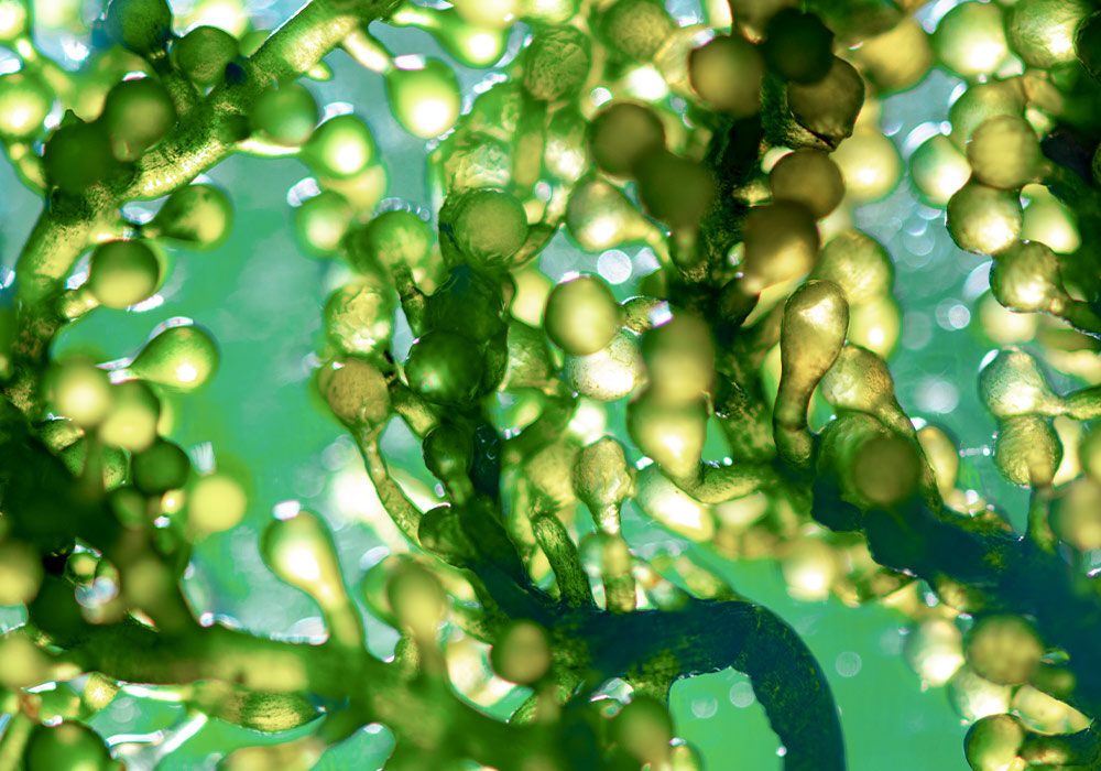 Spirulina